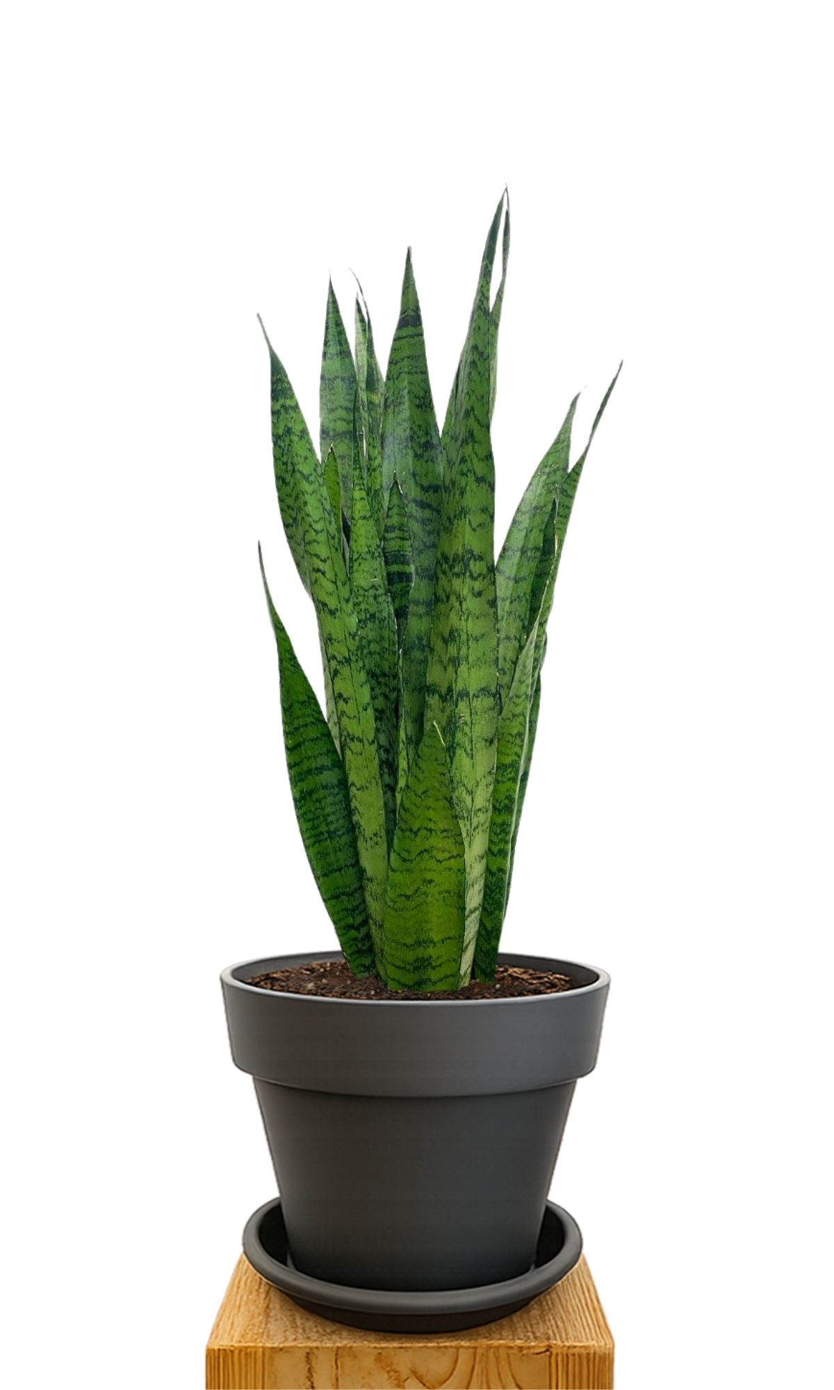 Plant kit 30 Anthracite